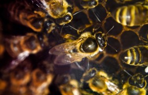 Emsiges Bienenvolk mit Königin auf Wabe